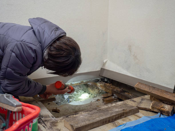 Best Commercial Mold Inspection  in Booneville, MS