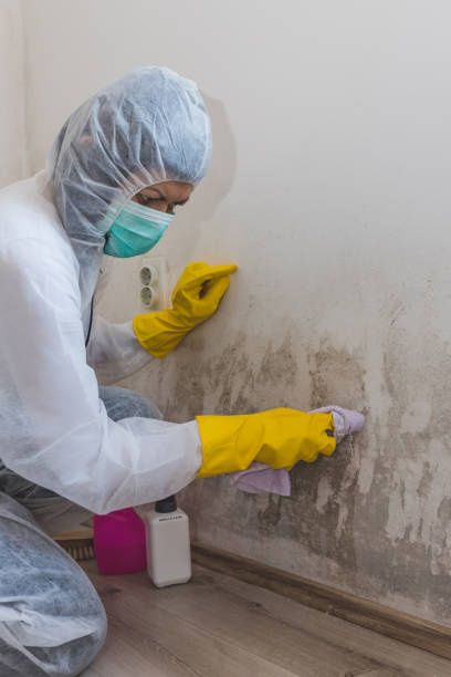 Best Mold Odor Removal Services  in Booneville, MS